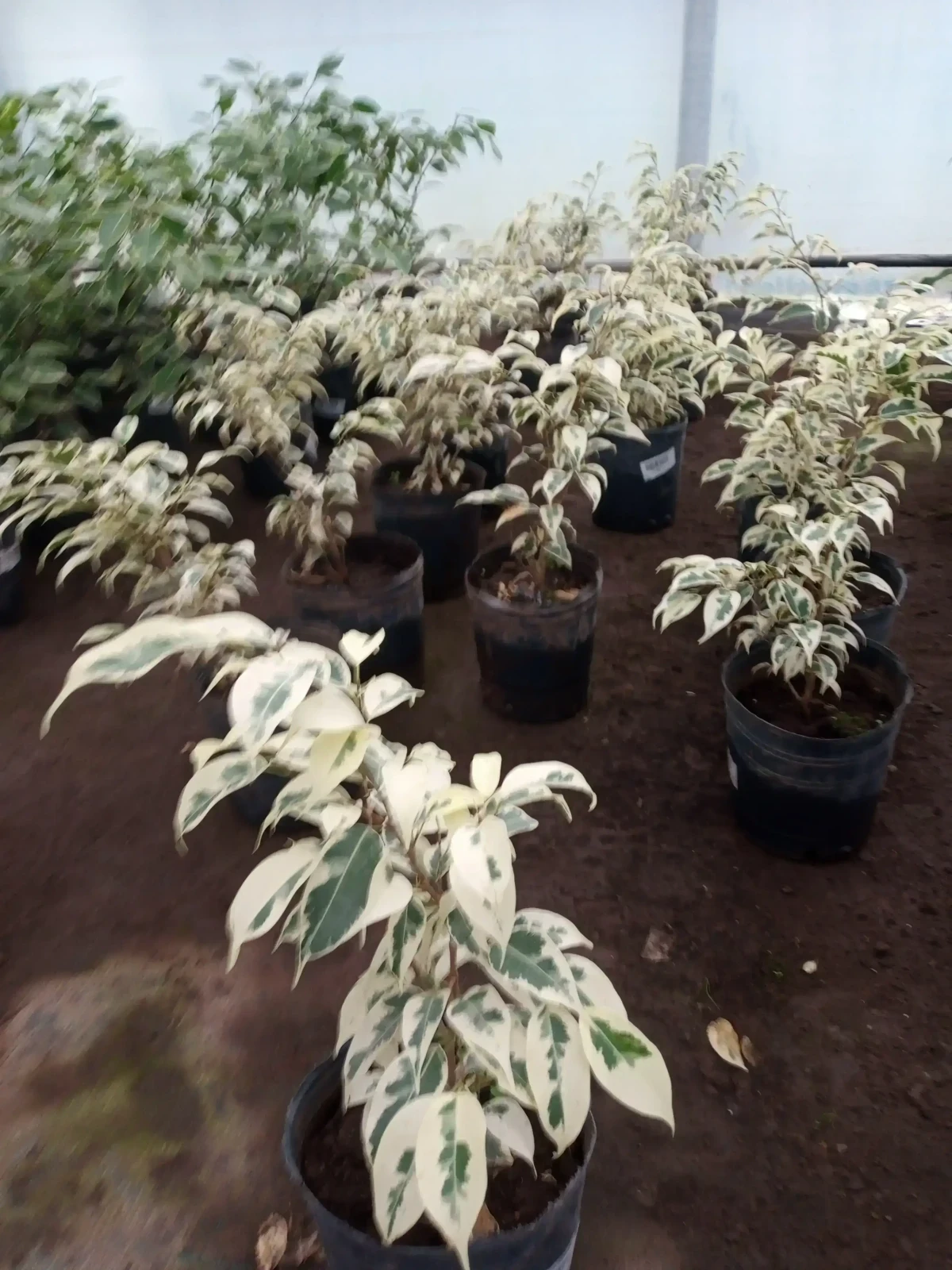 Ficus Amarillo  2