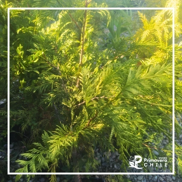Thuja occidental (Thuja occidentalis)