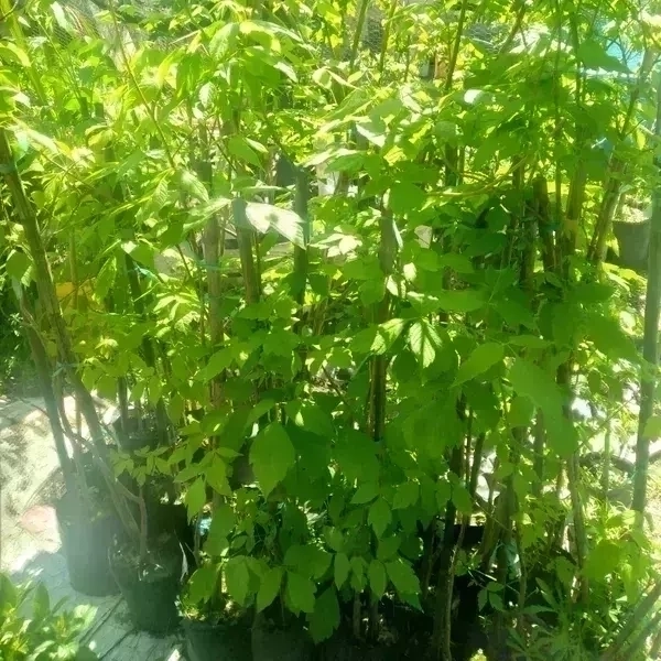 Acer Negundo 2