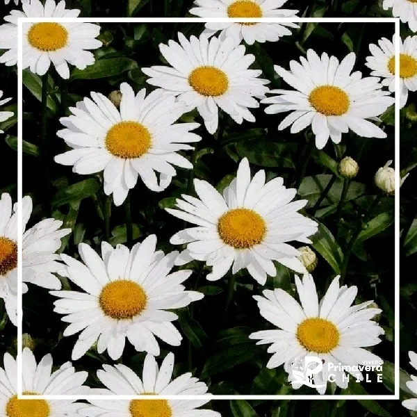 Semillas Margarita Reina de Mayo / Leucanthemum Maximun