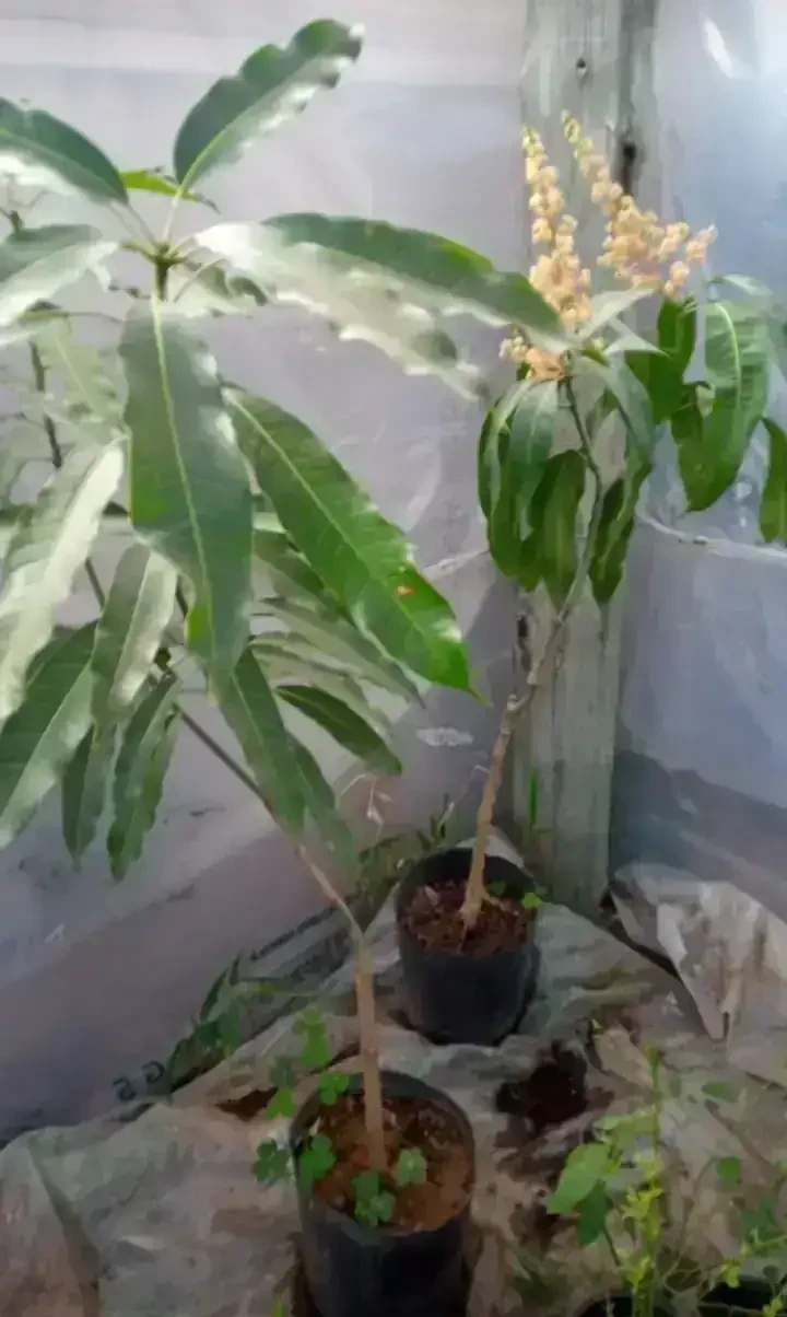 Mango rosado  3