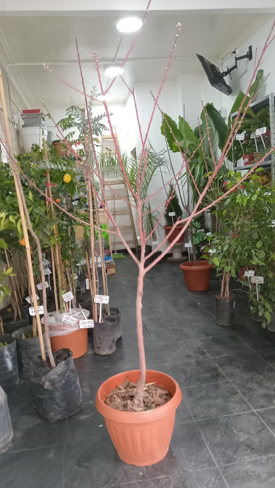 Almendro Árbol Grande 4