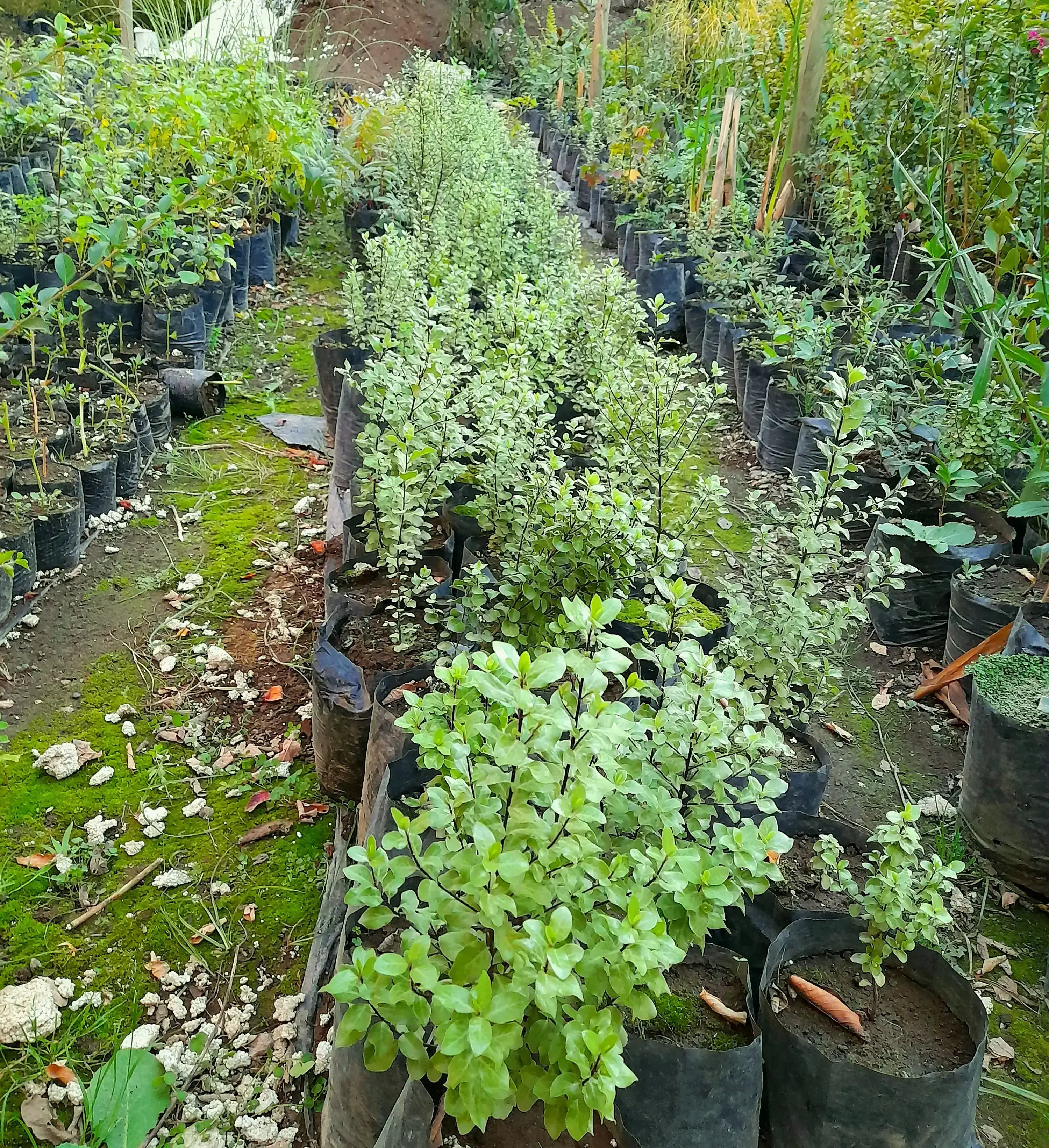 Pittosporum nigricans 2
