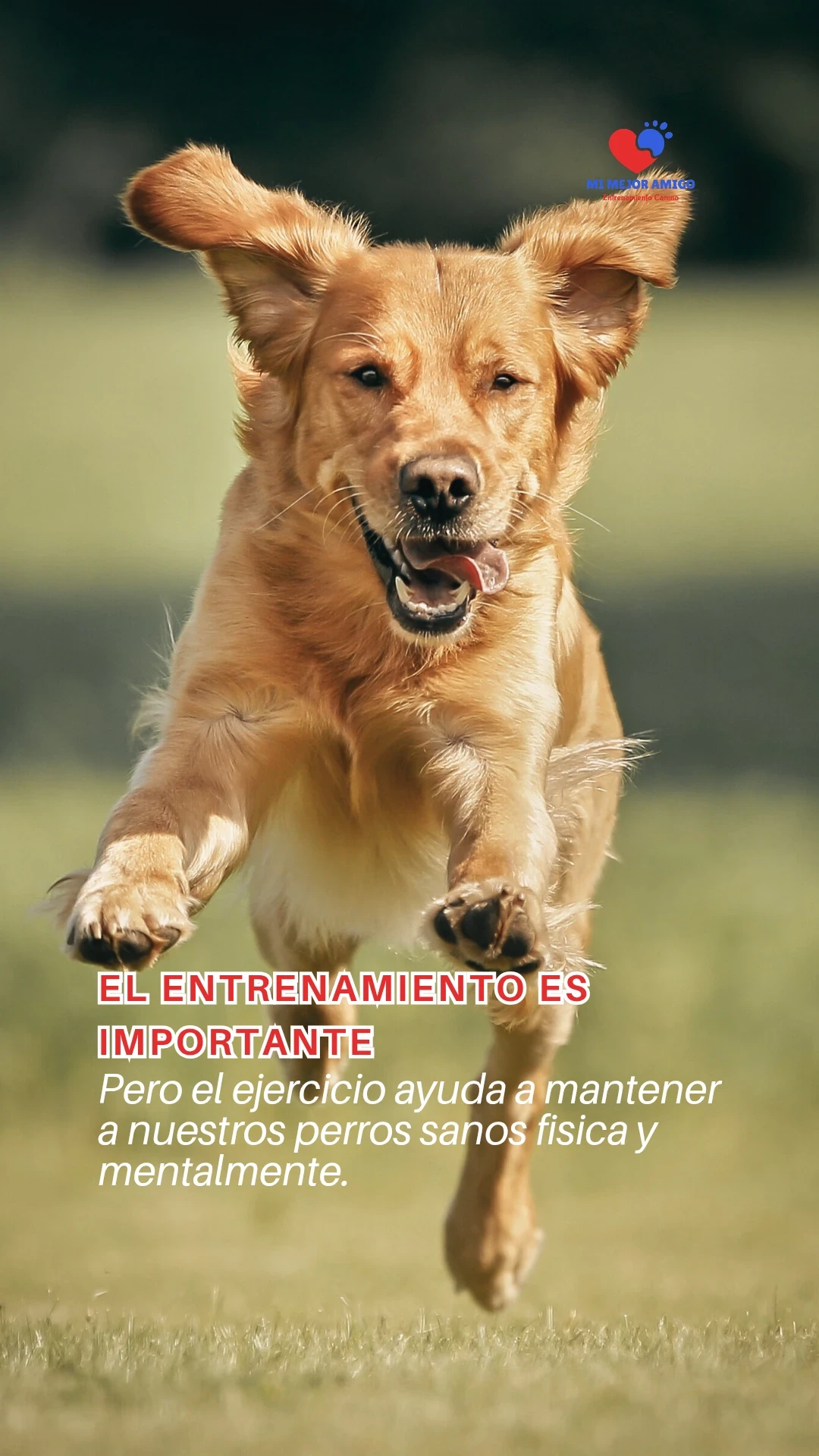 DOG GYM  5
