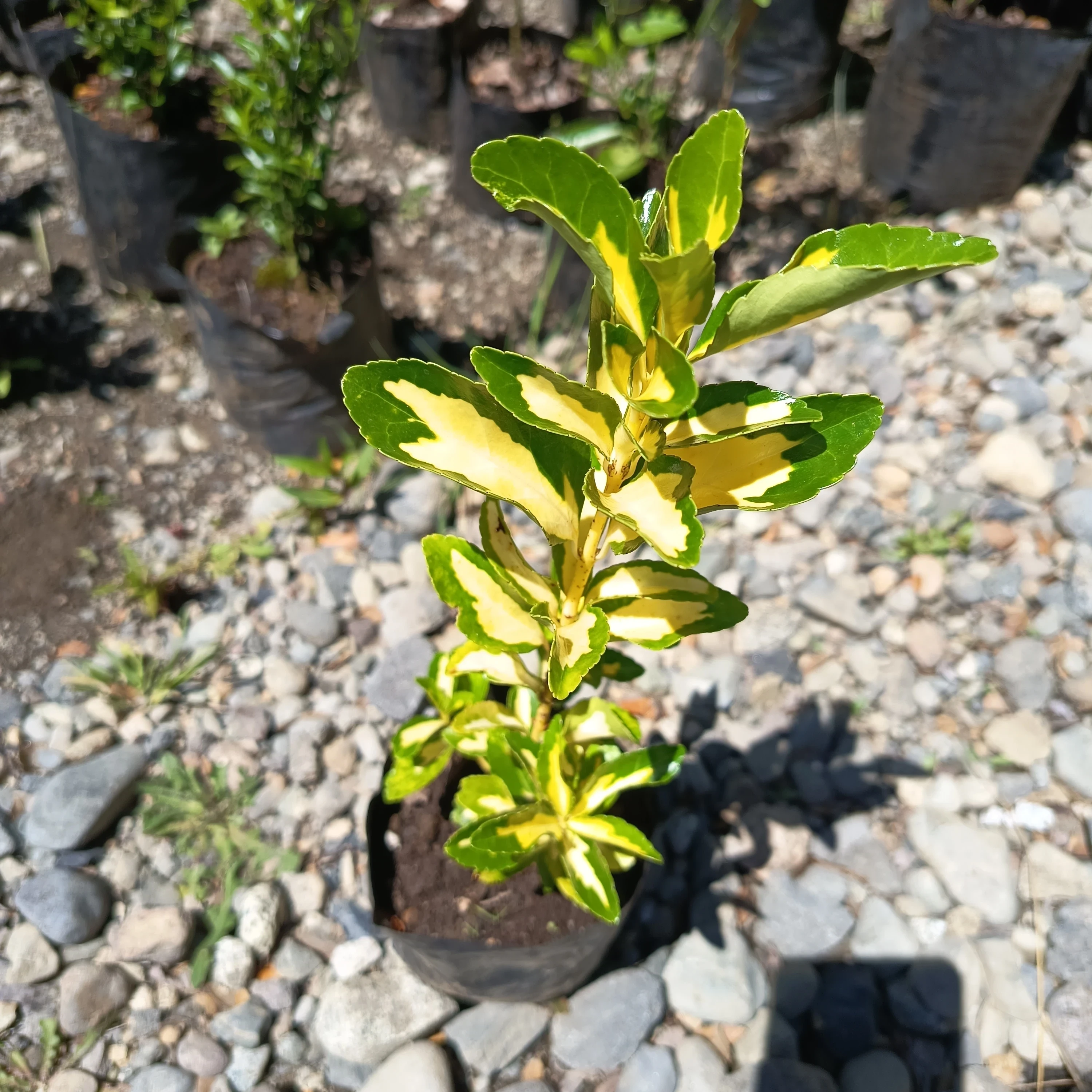 Evónimo Variegado Amarillo (Euonymus Variegata)