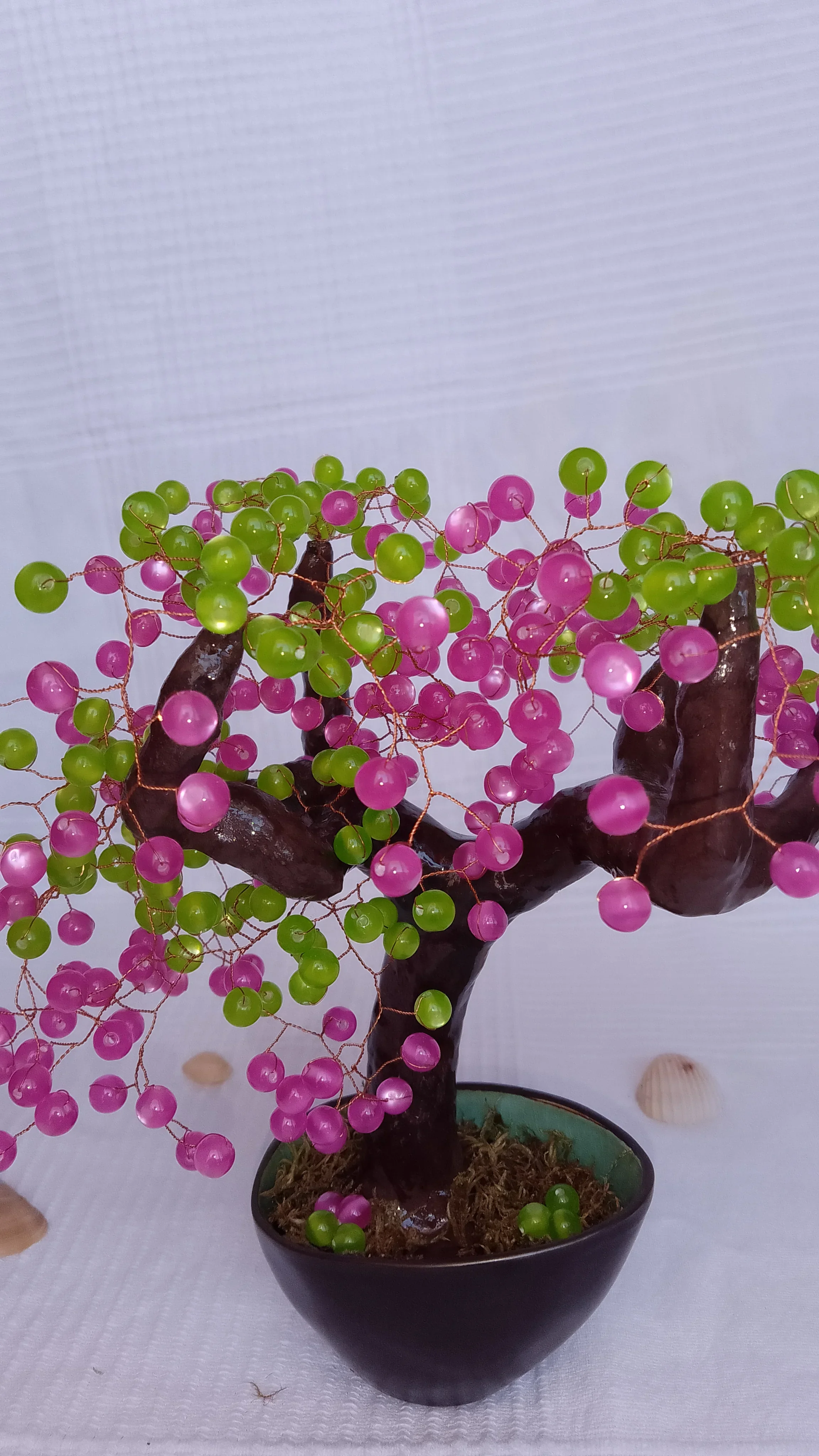 Bonsai Chocolate Fucsia 9