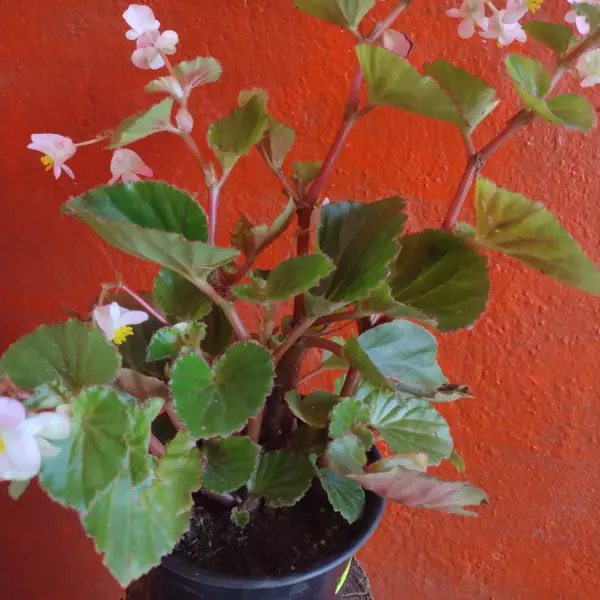 Begonia