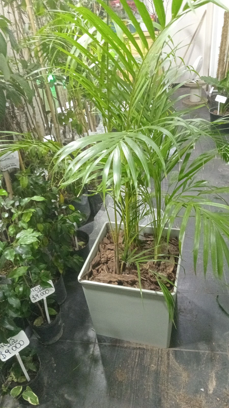 Areca en Maceta 3
