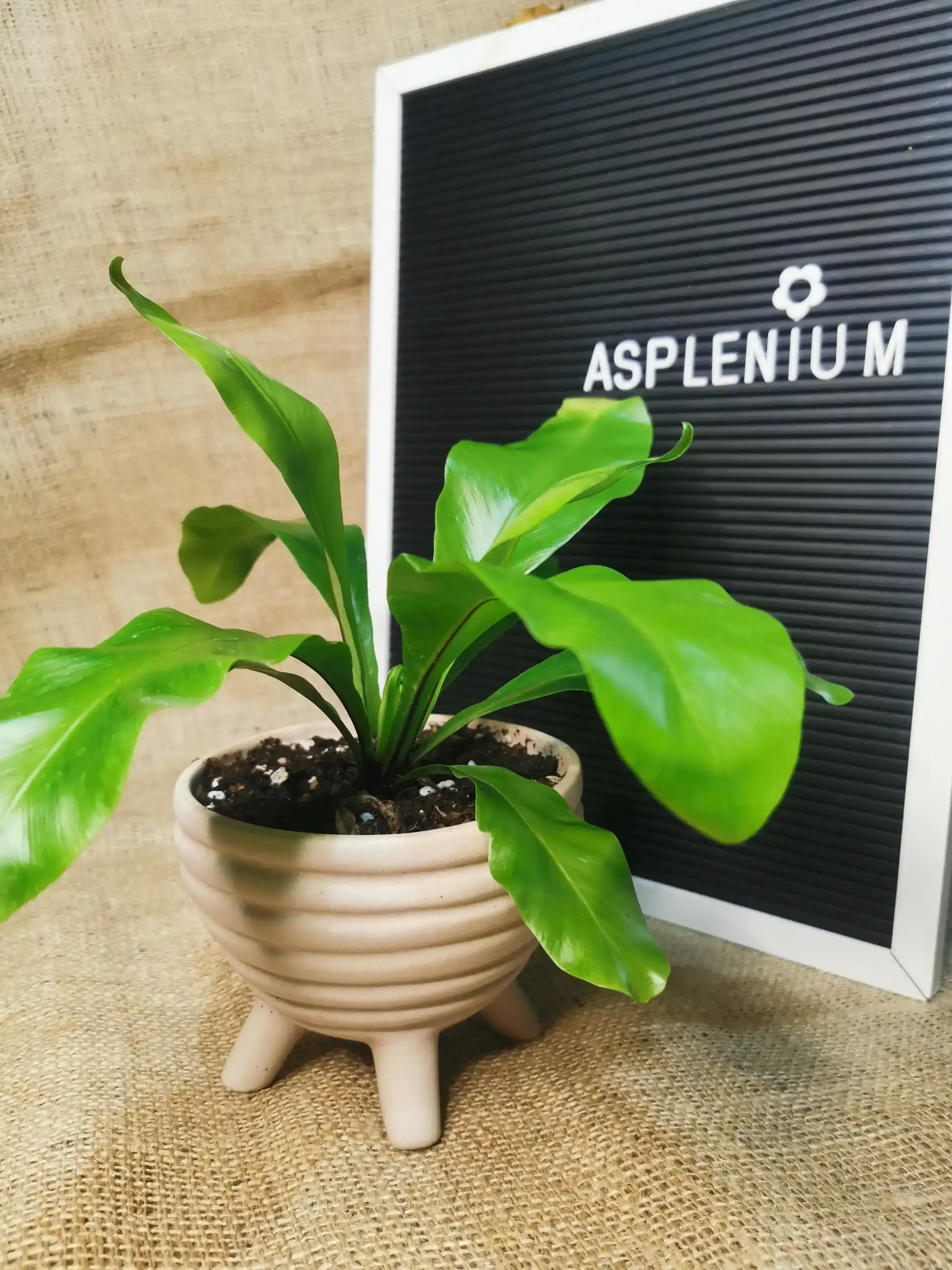 ASPLENIUM SIMPLE