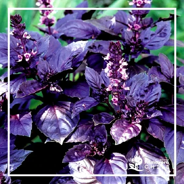 Semillas Albahaca Morada