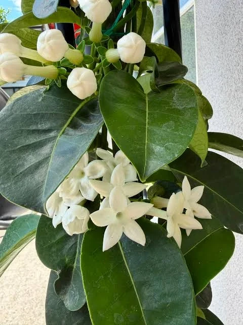 Jazmín de Madagascar