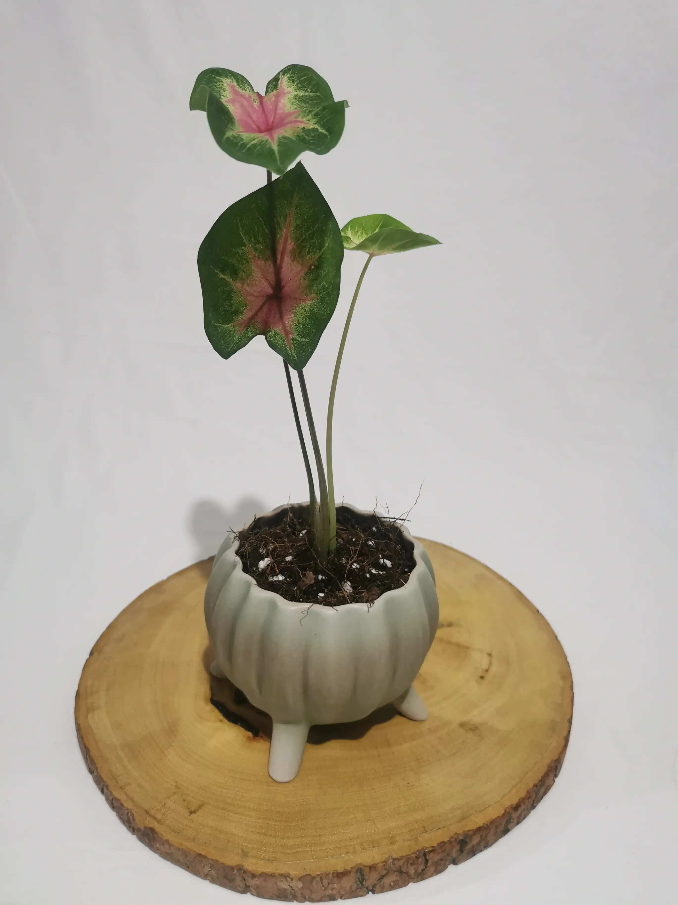 CALADIUM PARTY PUNCH 2