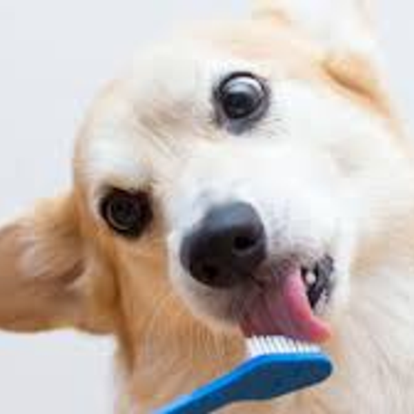Cepillos de Dientes