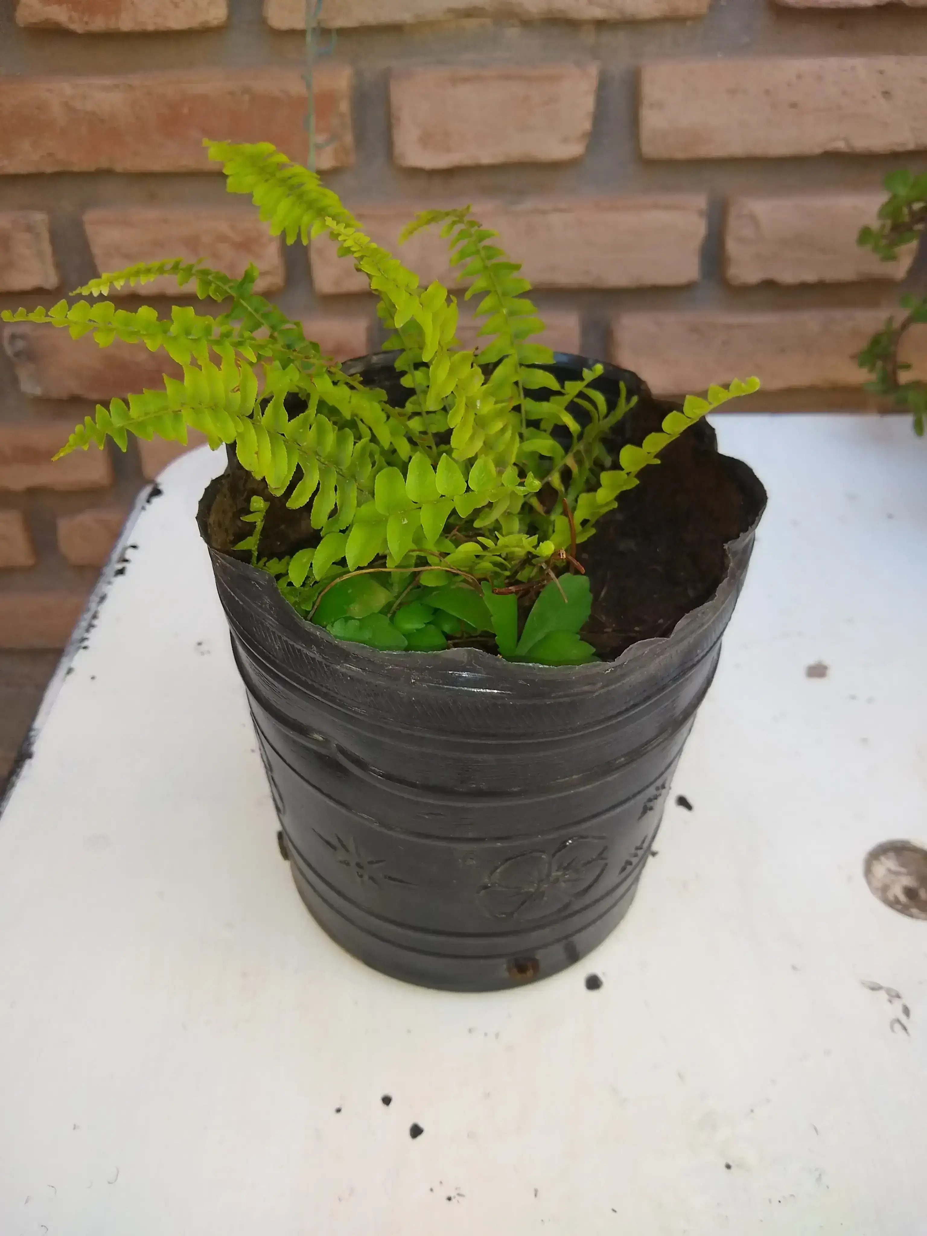 Helecho comun, helecho espada, rizado o serrucho. (Nephrolepis exaltata)