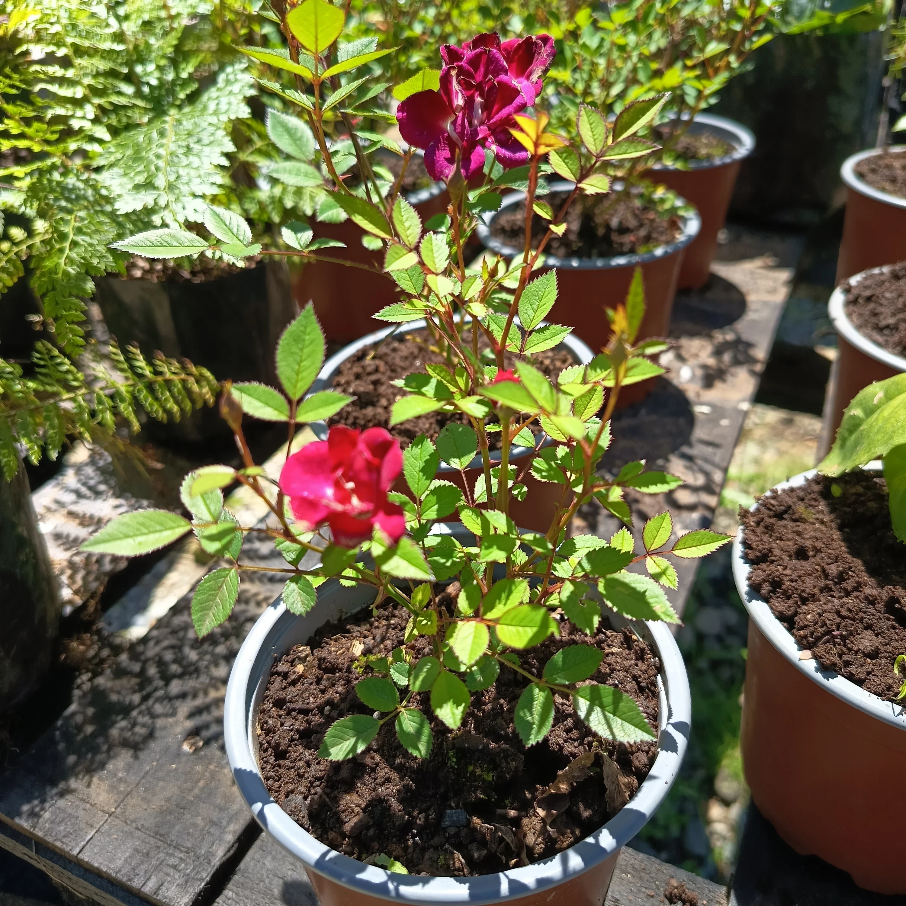 Rosa Enana