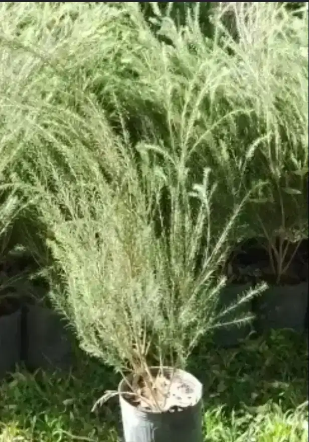 Melaleuca  3