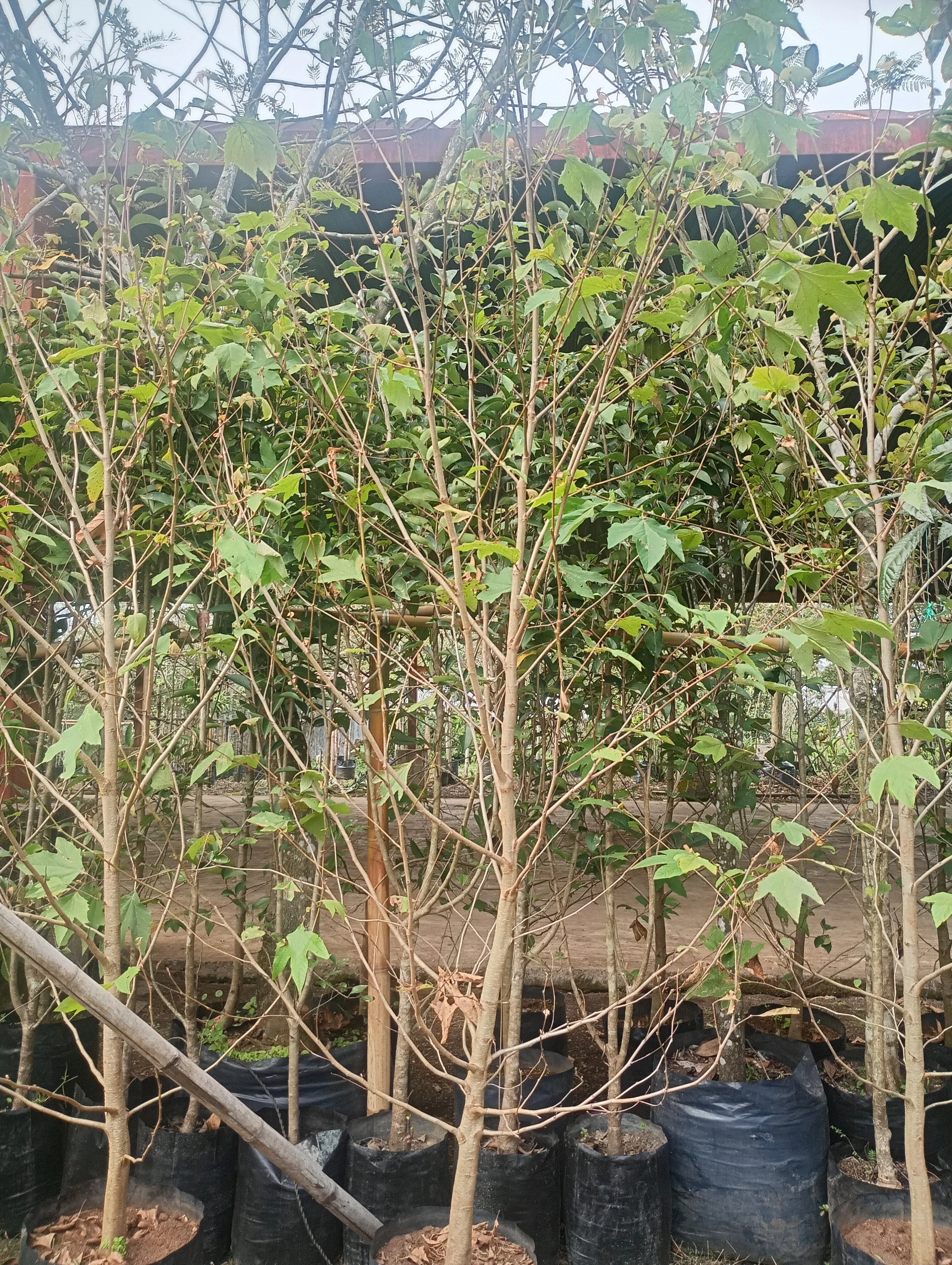 Arboles de sicomoro