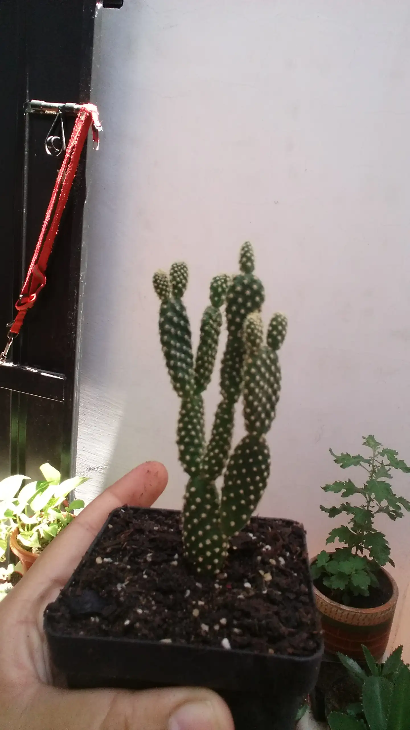 Opuntia microdasys 2