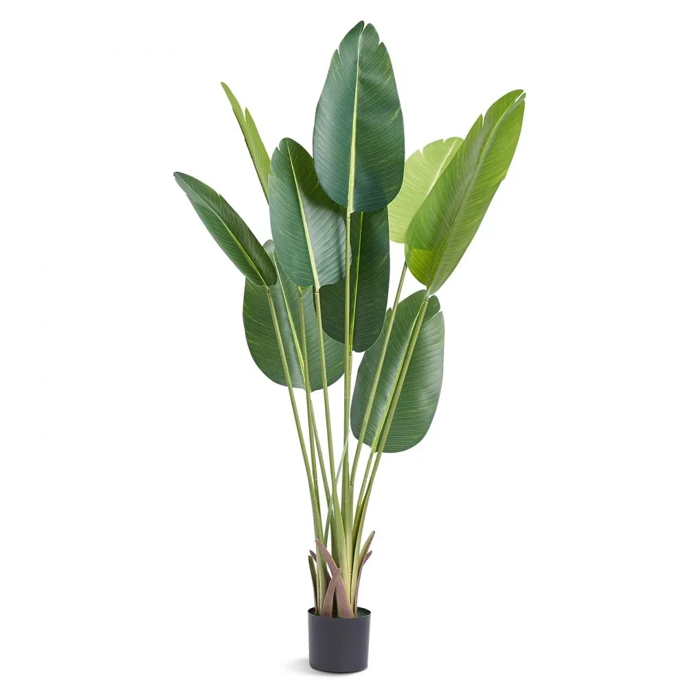 Planta Palma de Viajero 150cm Hojas Amplias