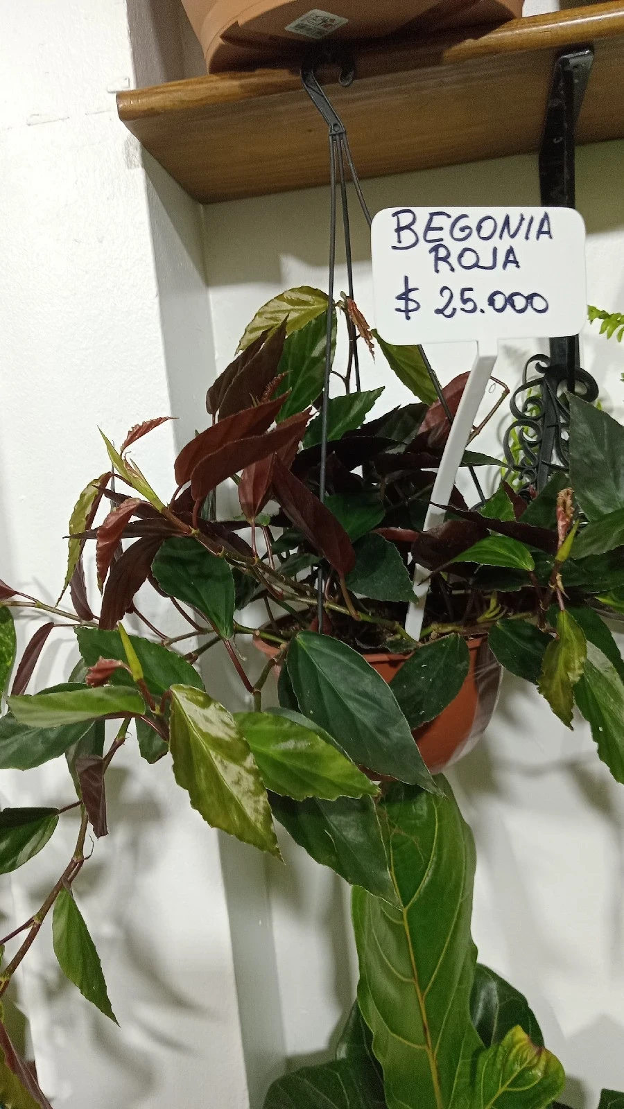 Begonia Roja Colgante  2
