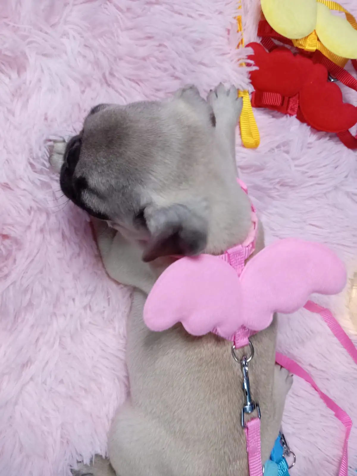 Pechera para gato y perro 3