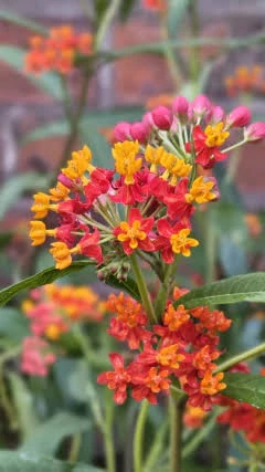 Asclepia atrae mariposas y colibries 2