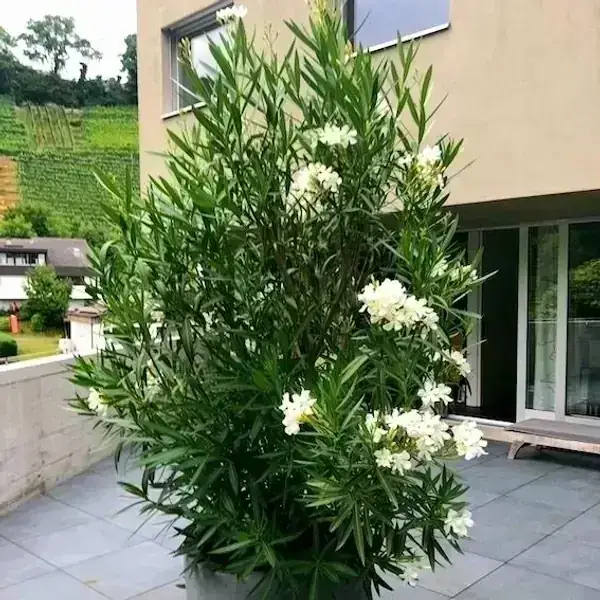 Laurel de flor blanco