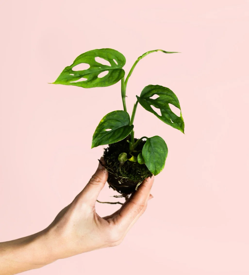 MONSTERA ESQUELETO