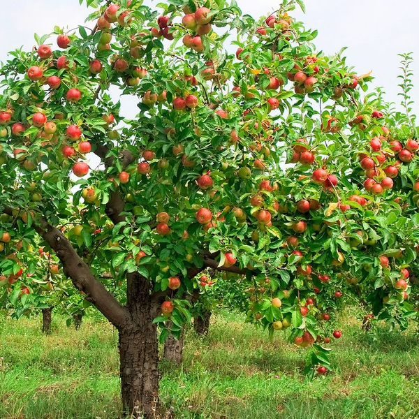 Frutales