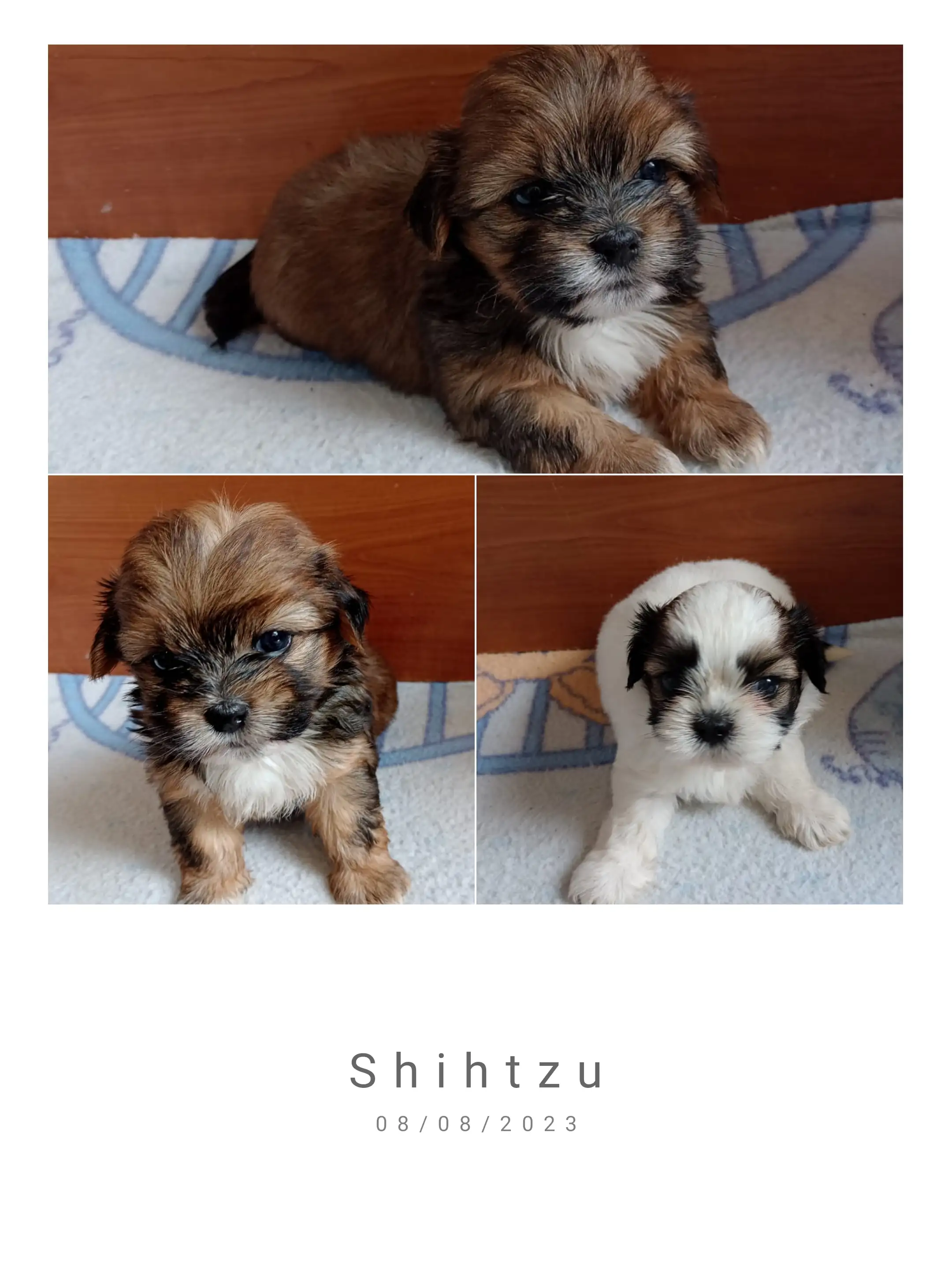 Shih Tzu 🎀