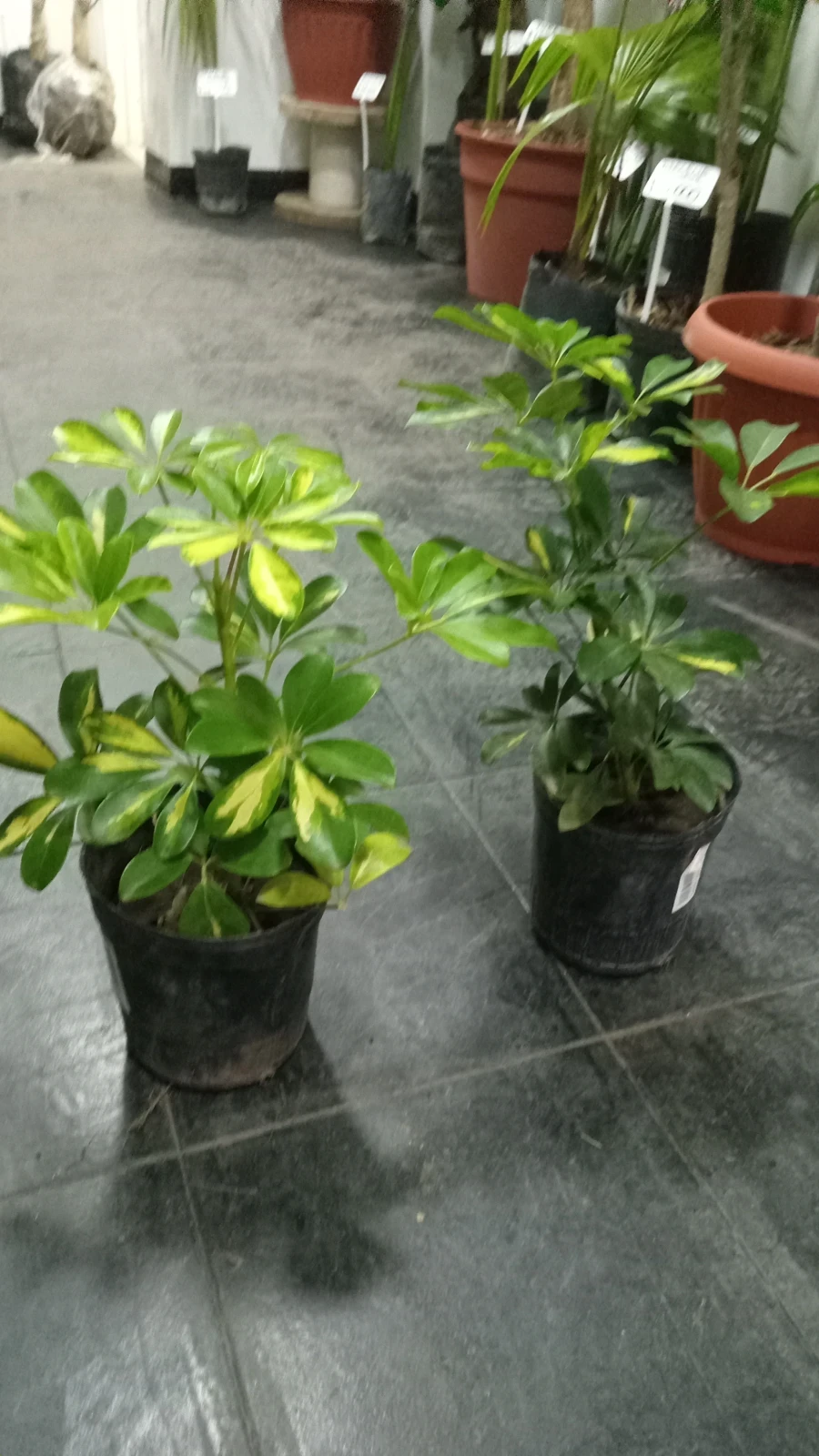 Aralia 3