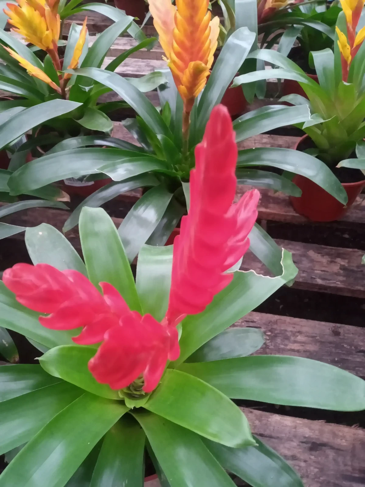 Guzmania