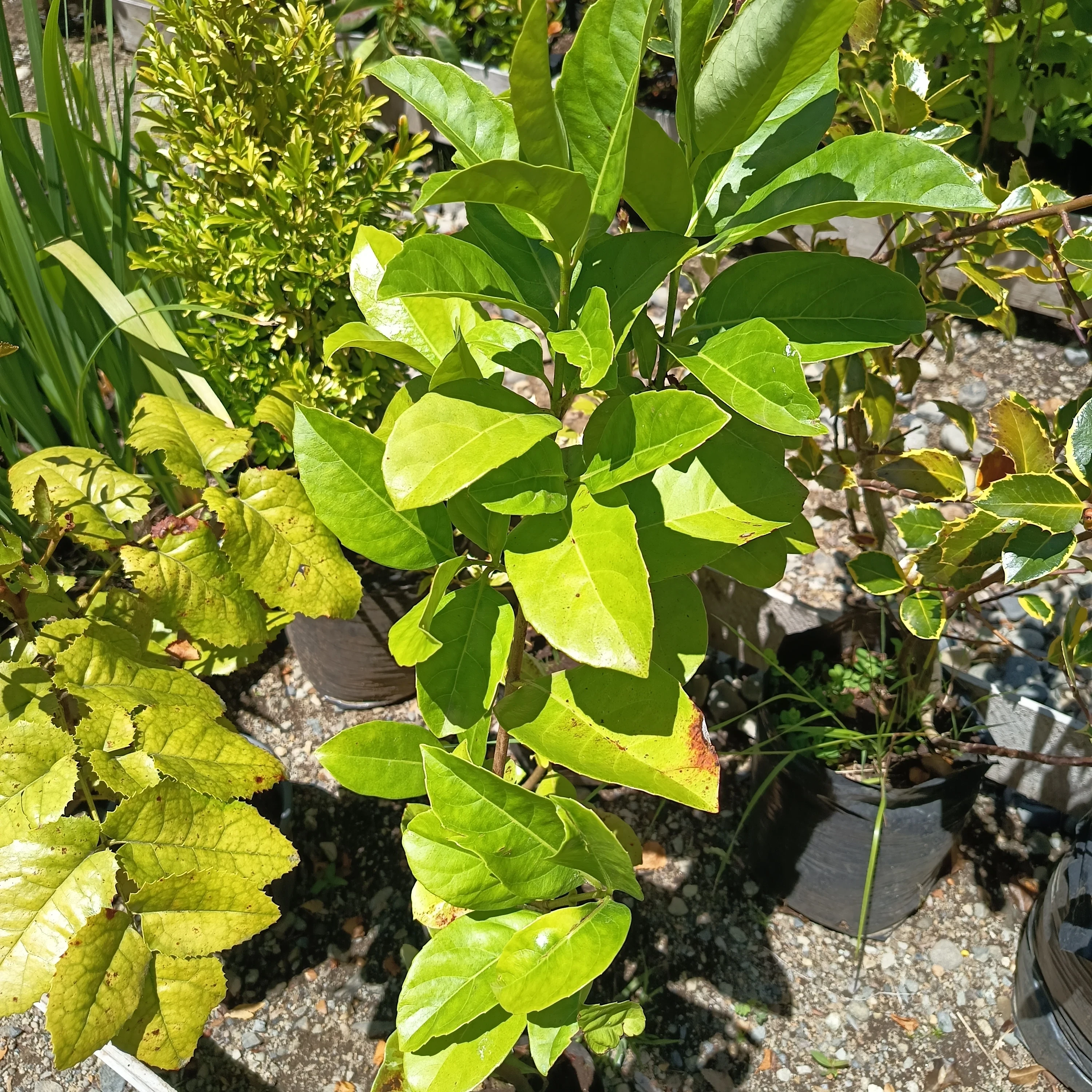 Viburnum Mascantha