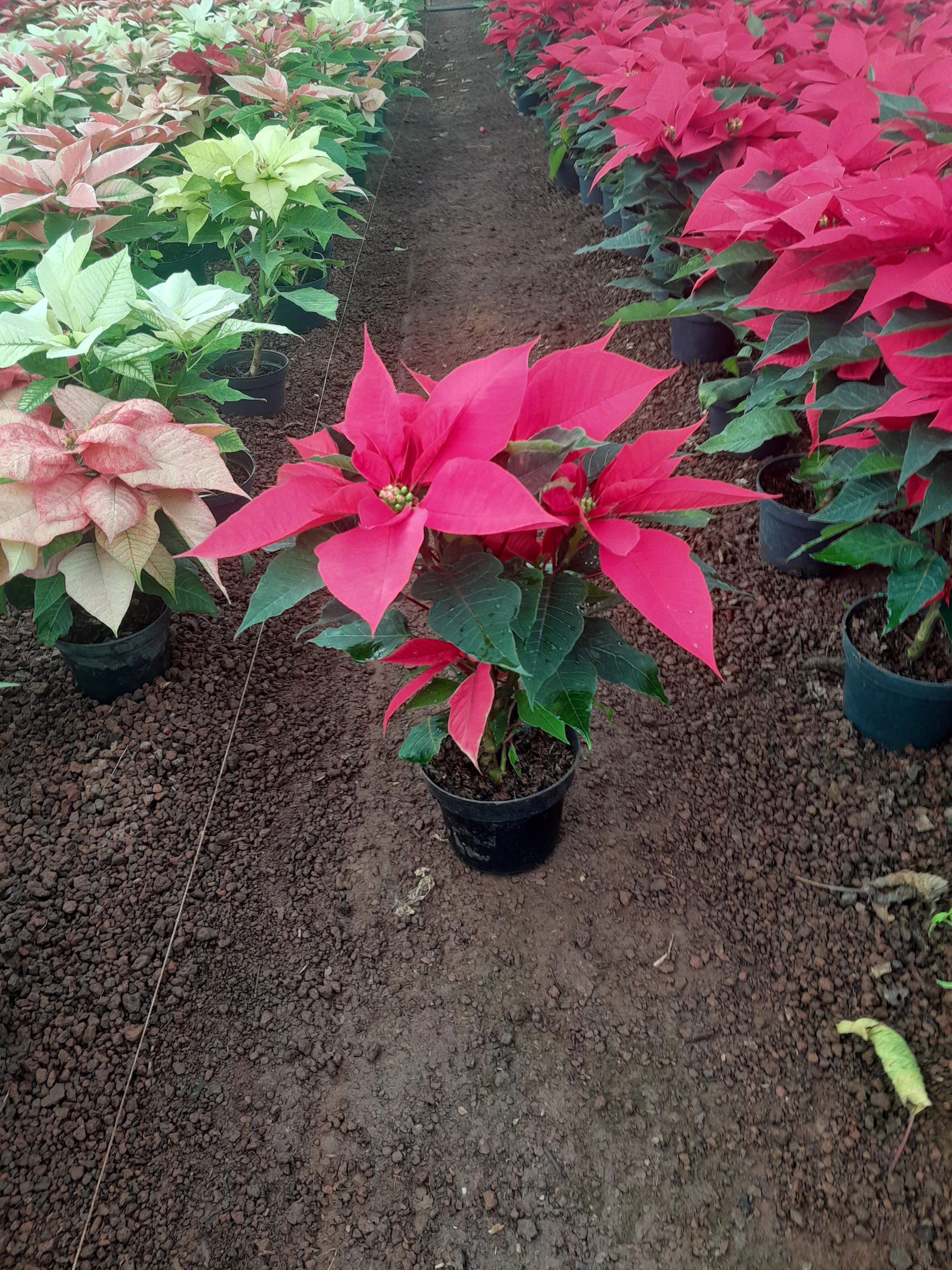 Nochebuena 5" roja