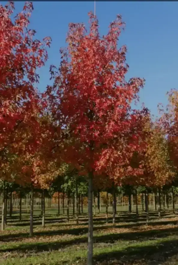 Liquidambar  2