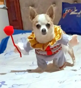 PAYASO IT
