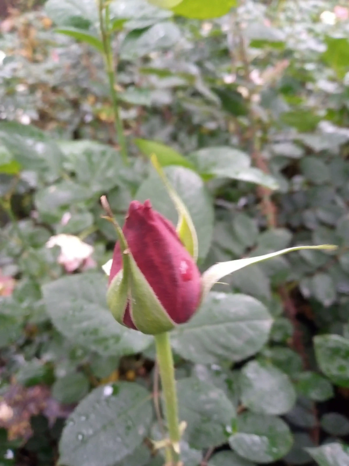 Rosas (Roja,blanca,rosada o amarilla) 5