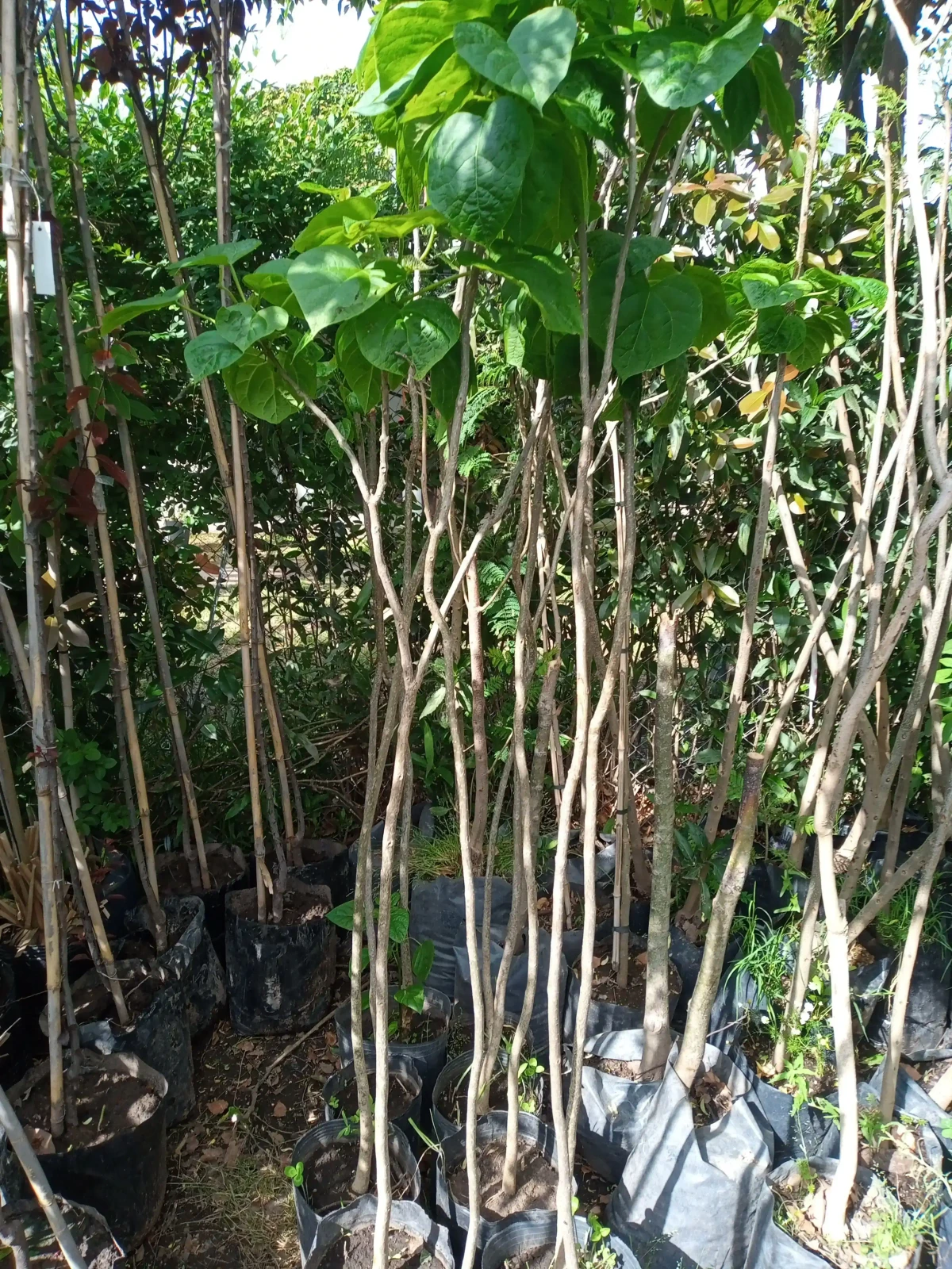 Catalpa mediano  3