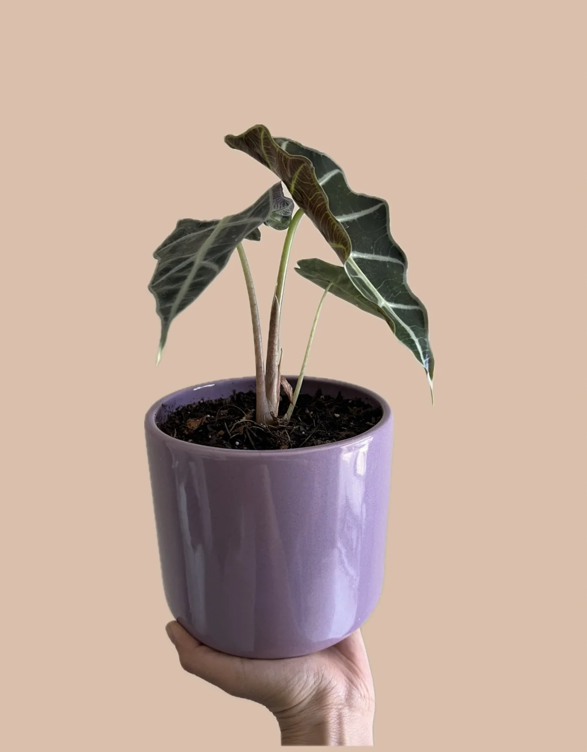 Alocasia Amazónica