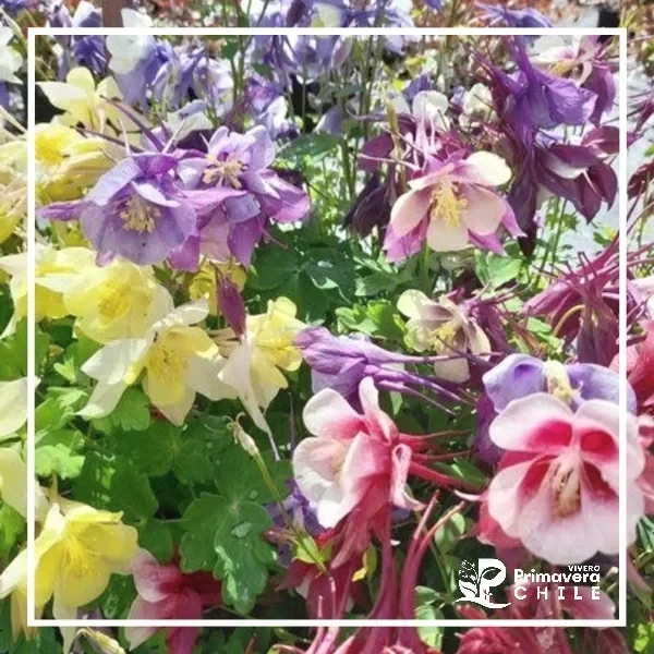 Aquilegia Early Birds