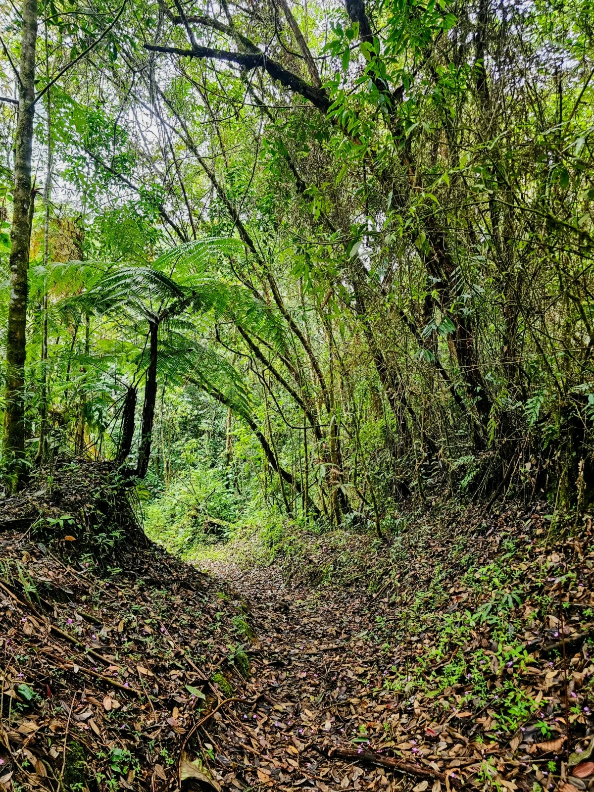 VERDUM RESERVA NATURAL LA CELIA RISARALDA 4