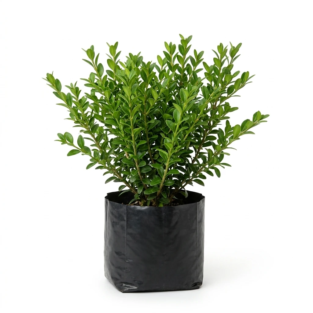 Boj Verde (Buxus sempervirens) Bol. 15