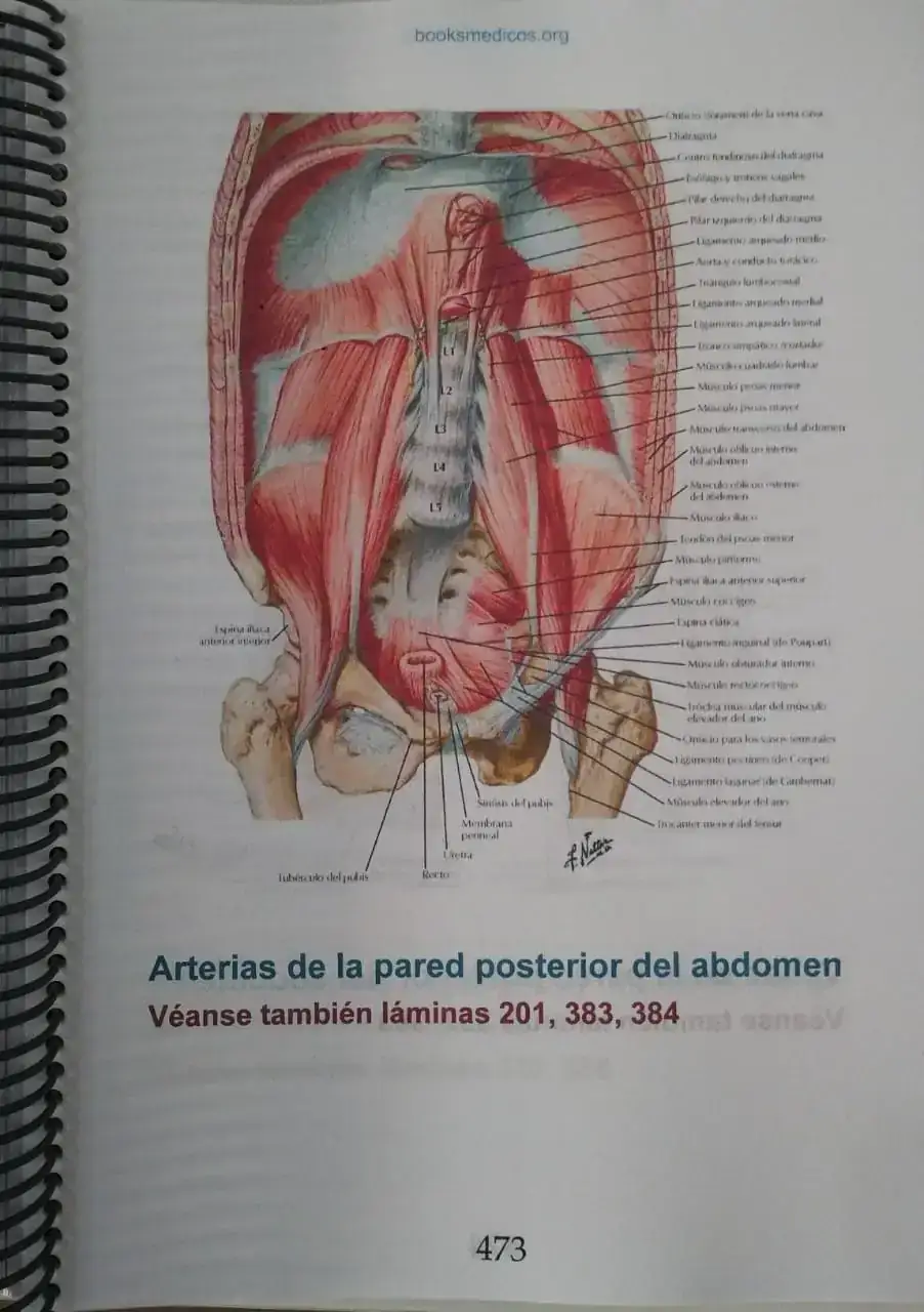 Atlas de Anatomía Humana 7ª Edición  2