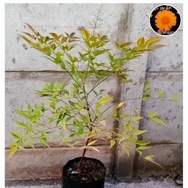Nandina o Bambú Sagrado 3