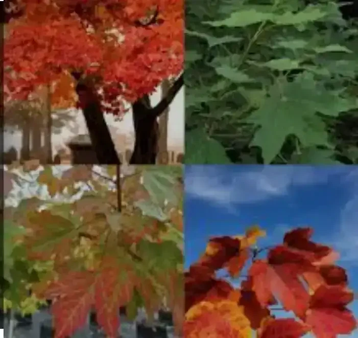 Acer Sacharum  2
