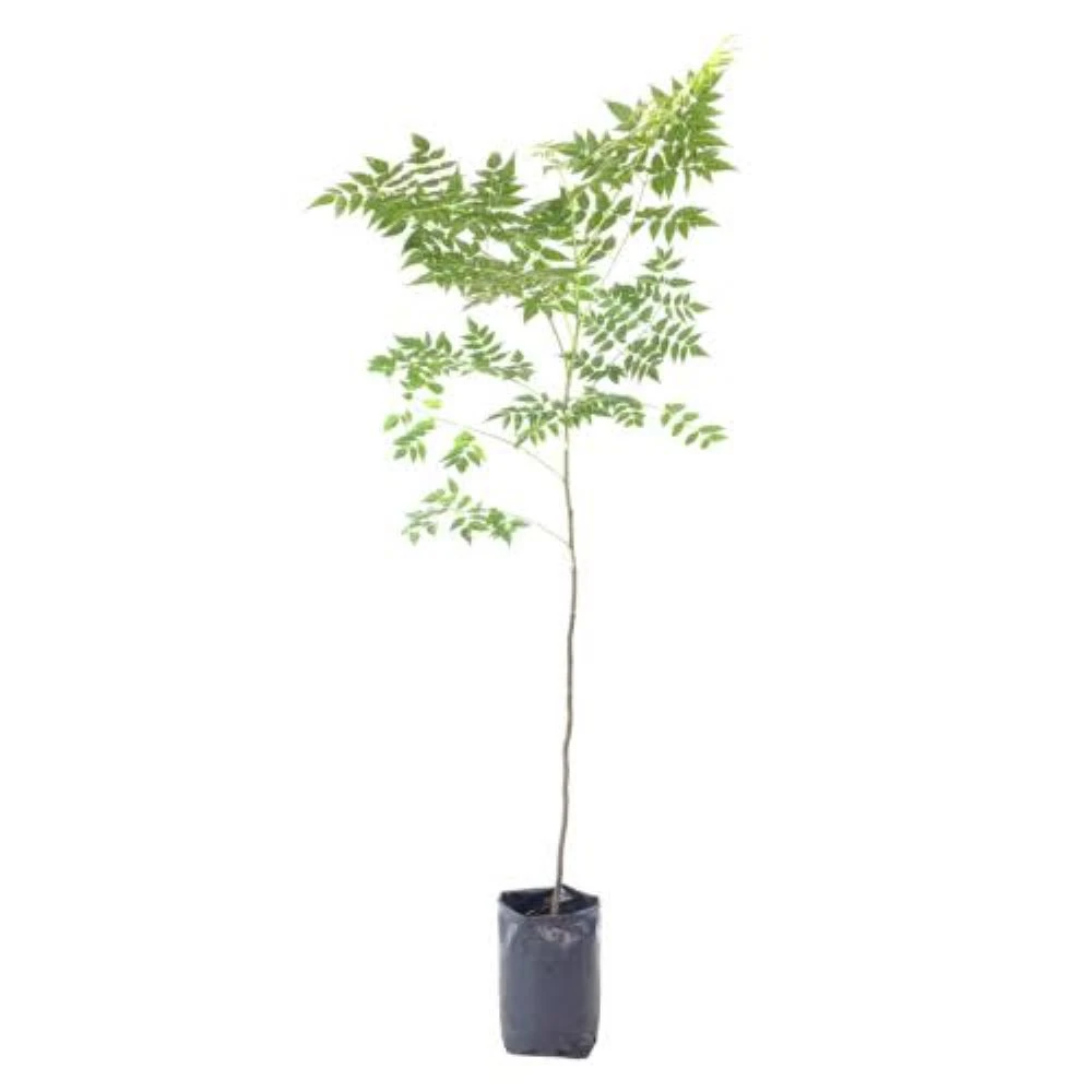 Paraiso Variegado Sombra 2