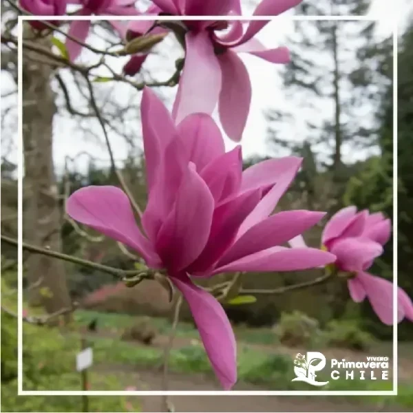 Magnolio Soulangeana Color al Azar 2