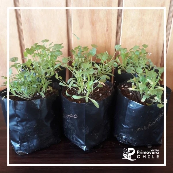 Almacigo Cilantro