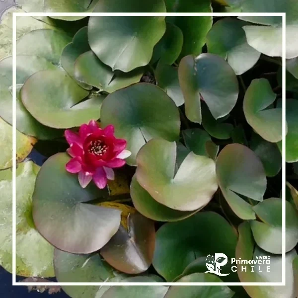 Nenúfar Baby Red / Nymphaea Baby Red