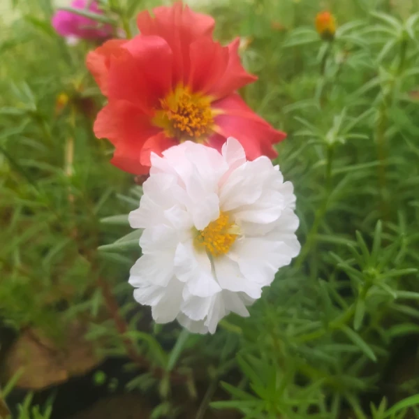 Portulaca 3